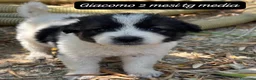 Meticcio cani in regalo: Cuccioli, non hanno chiesto di nascere  a Provincia di Brescia - Annuncio 13