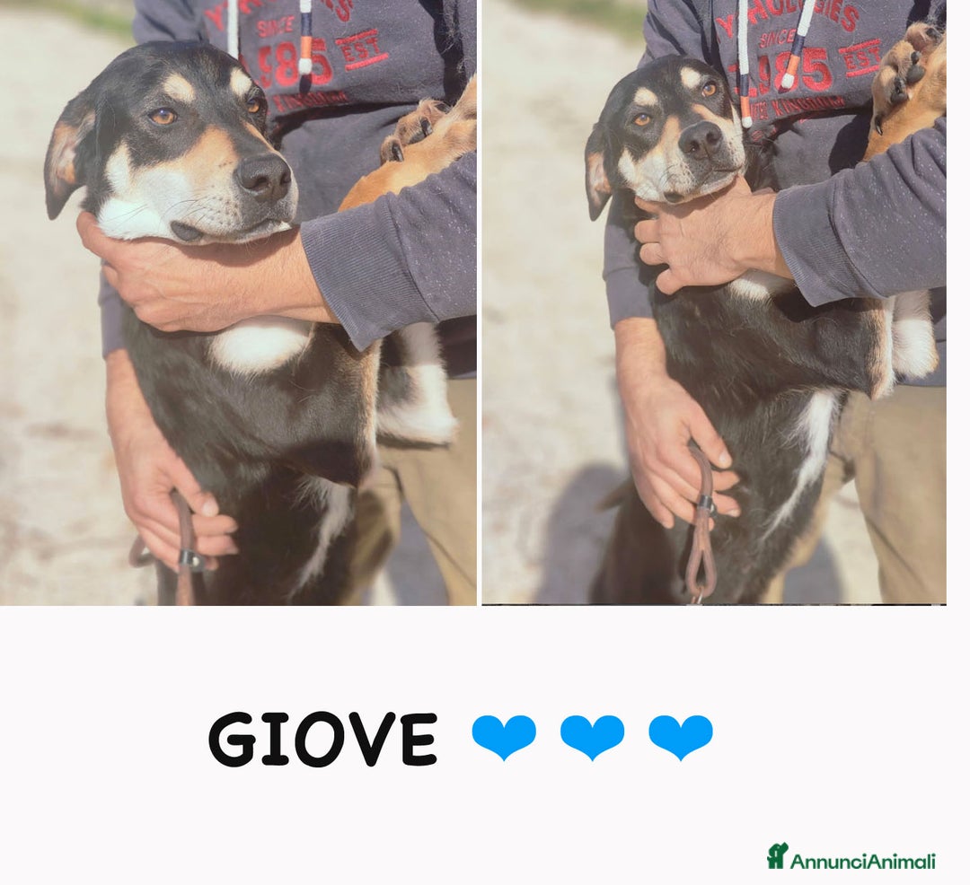 Altre razze cani in regalo: glick e giove - Annuncio 3