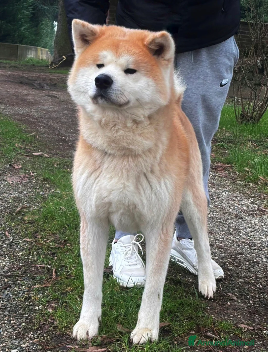 Akita Inu cani in vendita: Cuccioli Akita Inu pelo lungo  - Annuncio 5
