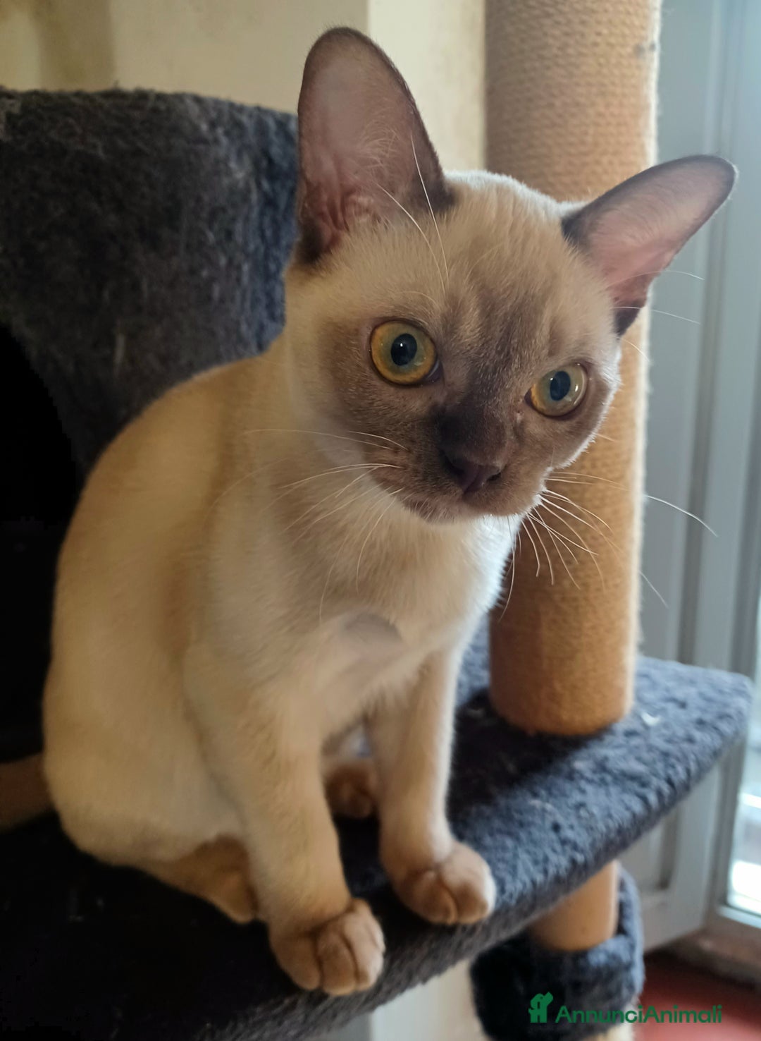 Burmese gatti in vendita: Cuccioli Burmesi Europei - Annuncio 2