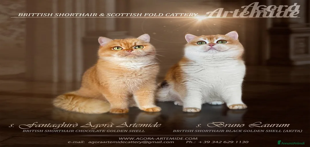 Immagine della galleria {{count}}