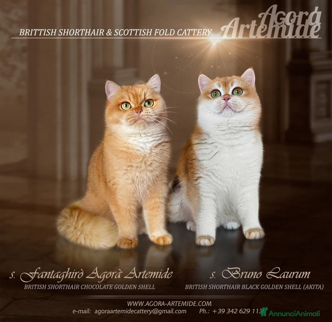 Immagine della galleria {{count}}