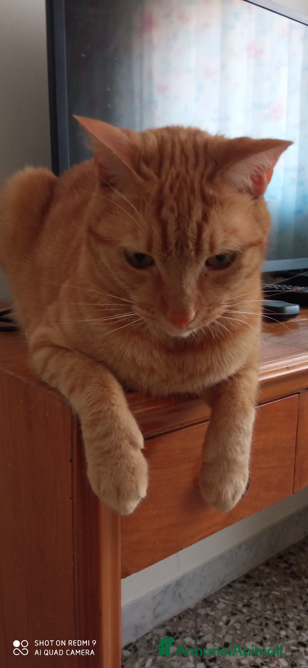 Europeo gatti in regalo: Splendido gatto rosso di 4 anni - Annuncio 5