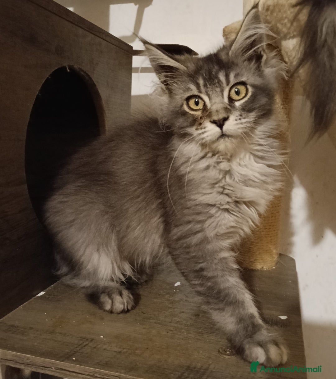 Maine Coon gatti in vendita: Cucciolo Maine coon black silver ticked tabby  - Annuncio 1