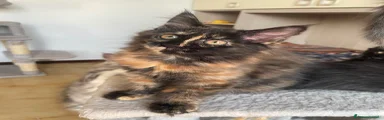 Maine Coon 3