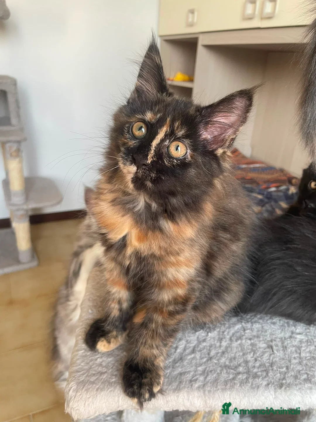 Maine Coon gatti in vendita: Splendidi e coccoloni cuccioli maine coon pedigree - Annuncio 2