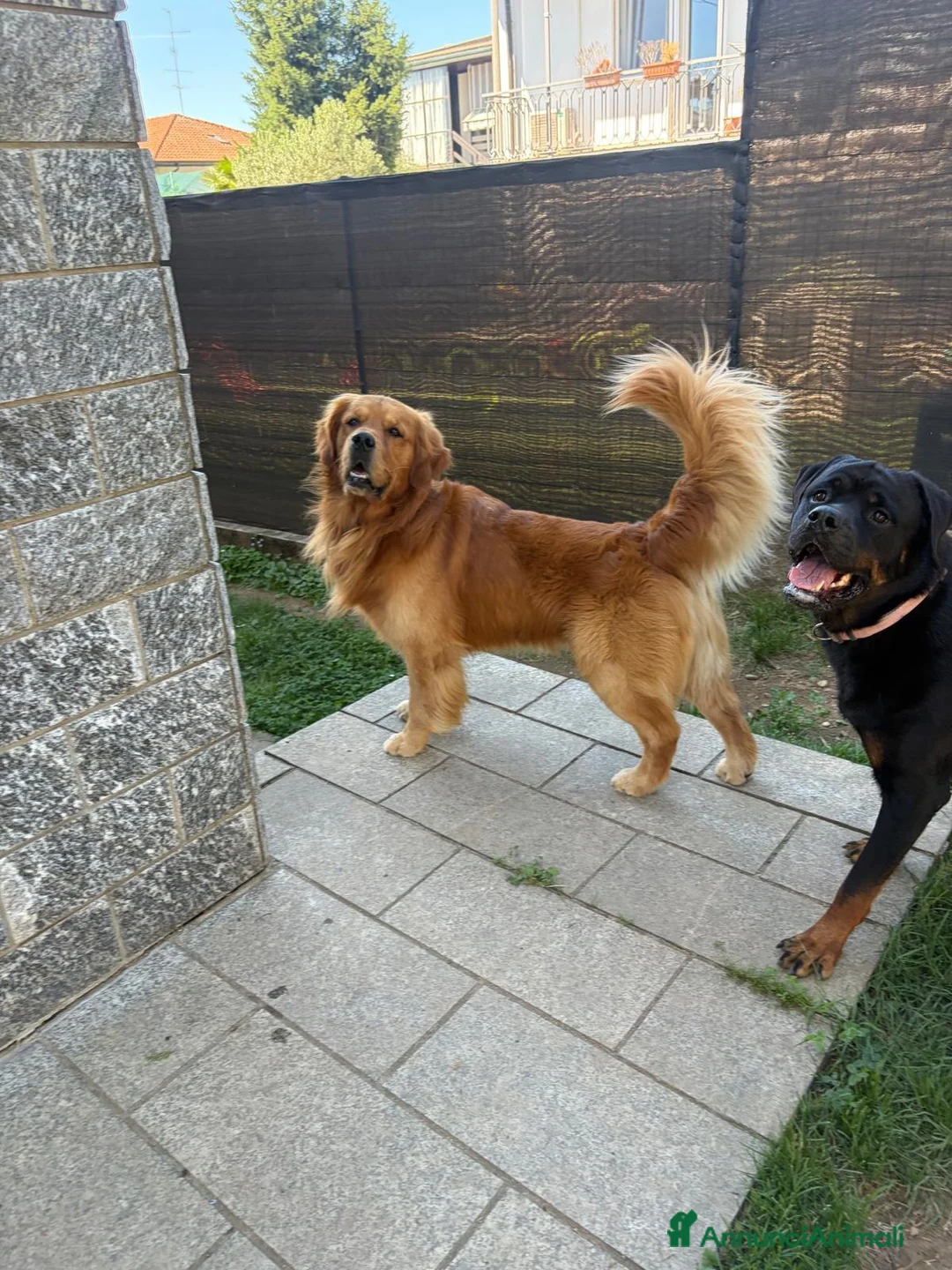 Golden Retriever cani per accoppiamento: Golden retriever per monta - Annuncio 2
