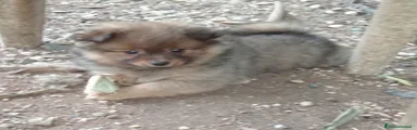 Spitz Cucciolo 3