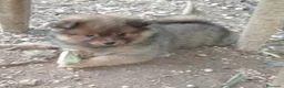 Spitz cani in vendita: Spitz tedesco piccolo  - Annuncio 3