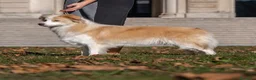 Border Collie cani in vendita: Cuccioli di Border collie  a Provincia di Padova - Annuncio 6
