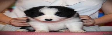 Border Collie 3