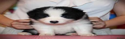 Border Collie cani in vendita: Cuccioli di Border collie  a Provincia di Padova - Annuncio 4