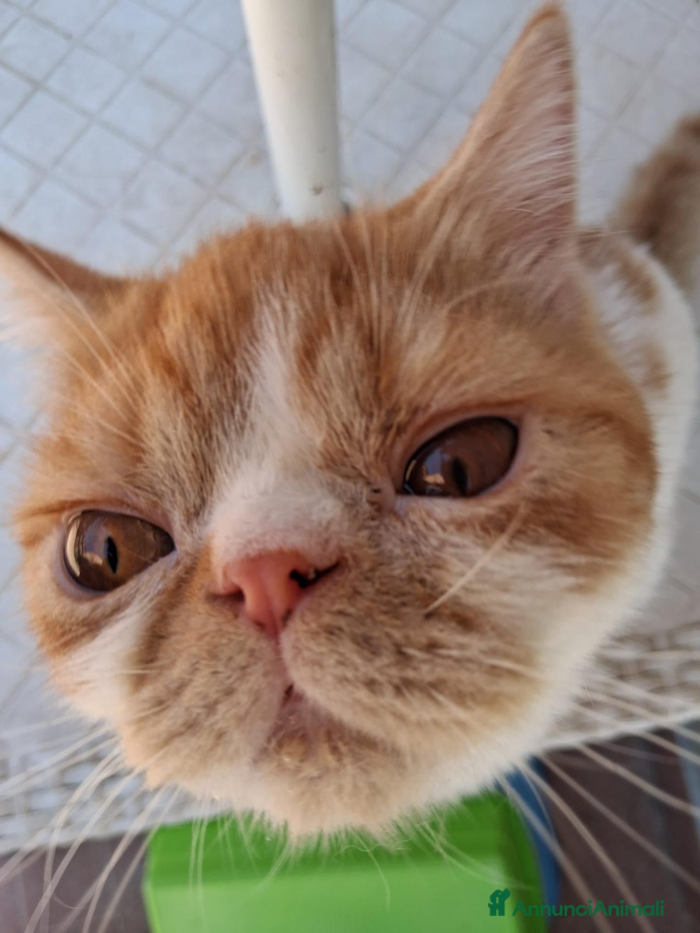 Exotic Shorthair gatti Exotic Shorthair - Annuncio 18