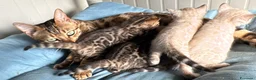 Bengala gatti in vendita: Maschietto brown di Bengal con Pedigree  - Annuncio 3