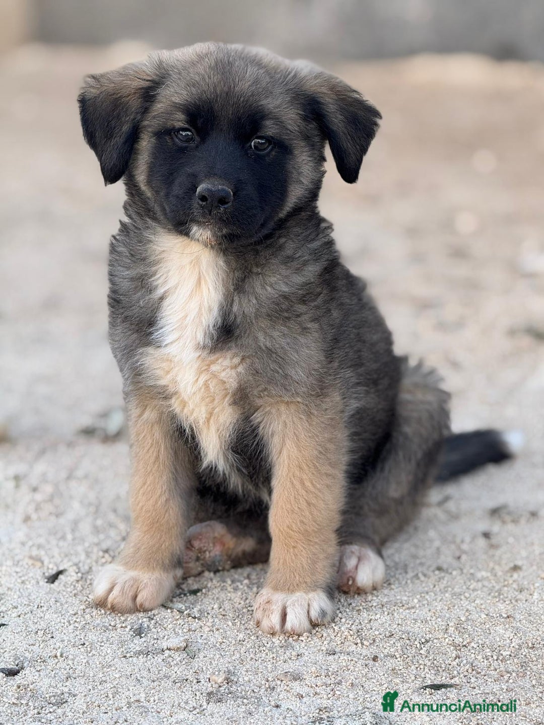 Altre razze cani in regalo: tini e tortellino - Annuncio 5