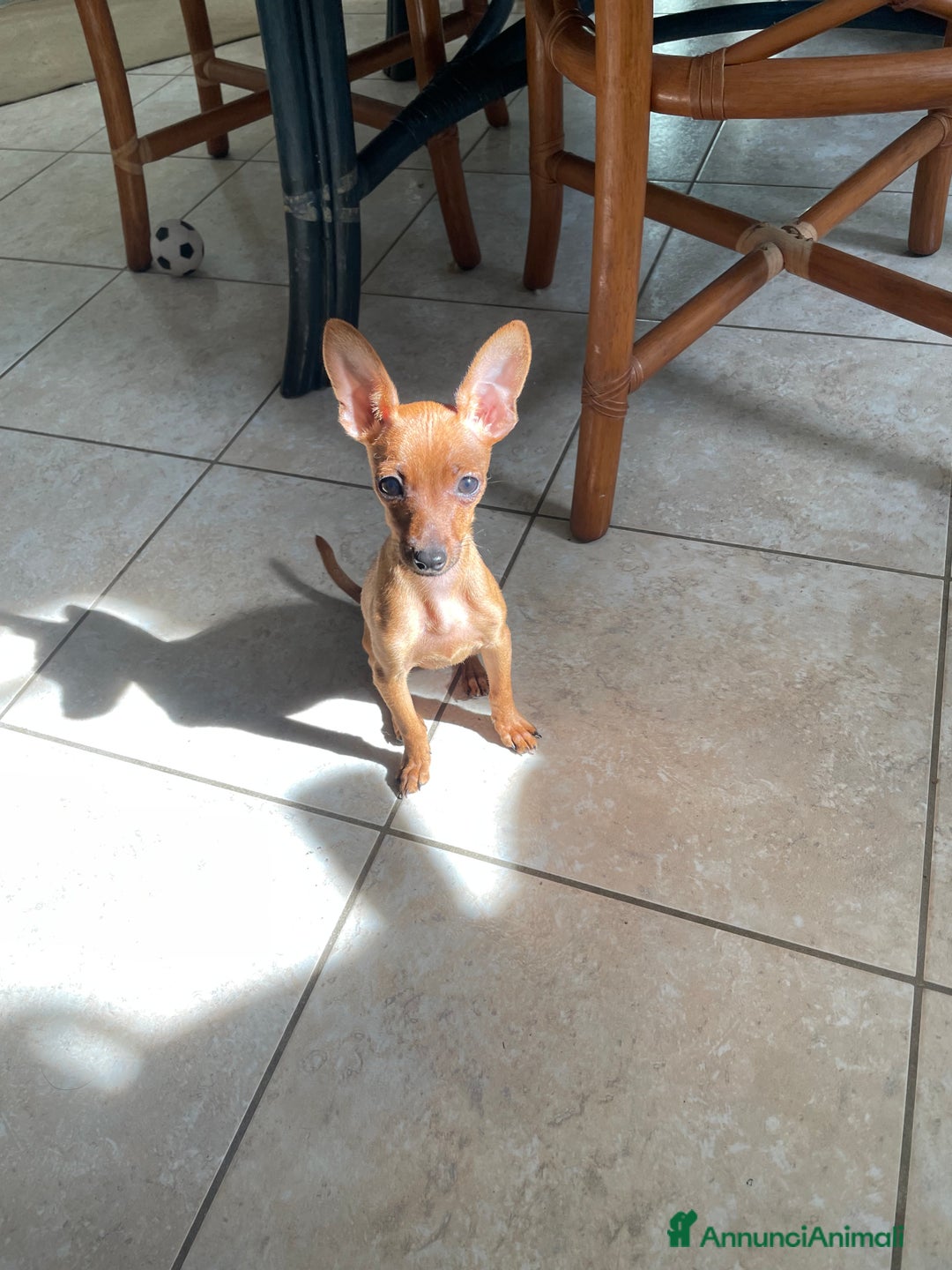 Pinscher Miniatura cani in vendita: Pinscher taglia toy - Annuncio 5