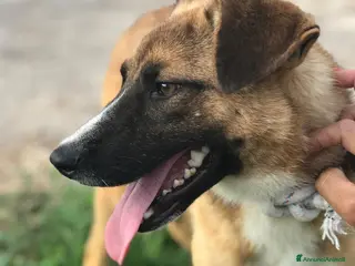 Meticcio cani Vulcano lupacchiotto timidino chiuso in canile a Provincia di Latina - Annuncio 15