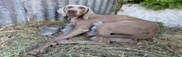 Weimaraner cani in vendita: Cucciolata di 6 weimaraner  - Annuncio 13