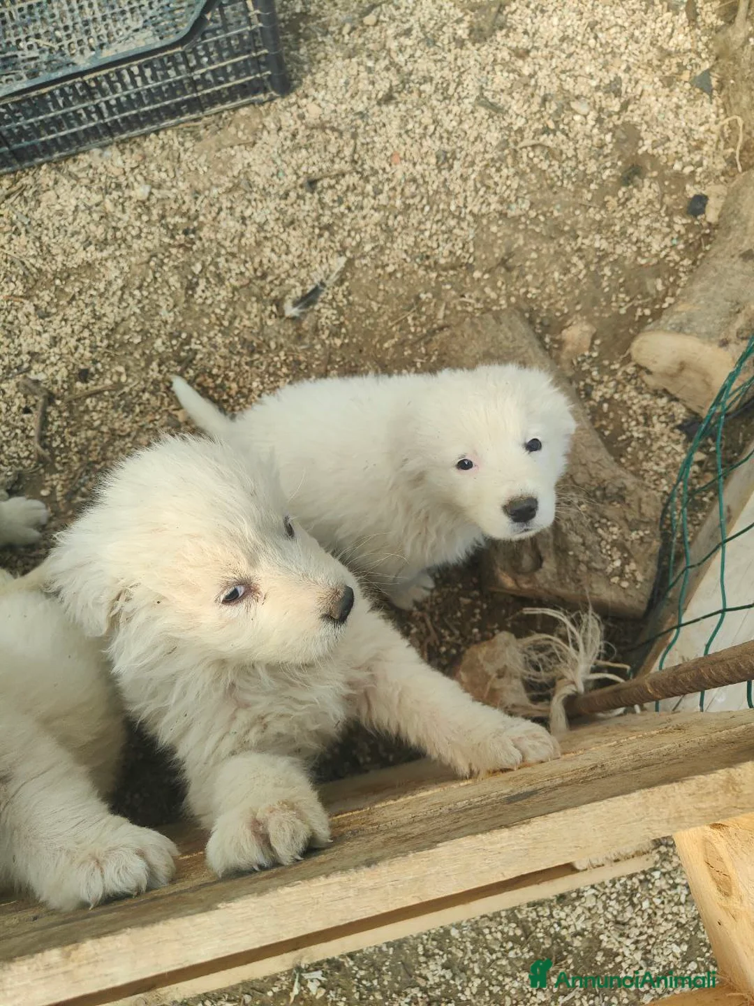 Pastore Maremmano cani in vendita: Maremmani  a Francavilla Fontana nati 30 dicembre - Annuncio 3