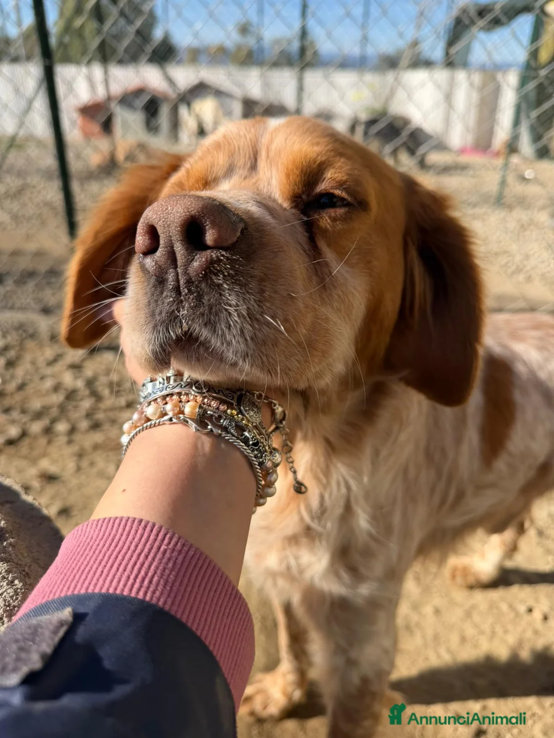 Breton cani in regalo: Argo dolce ed equilibrato - Annuncio 9