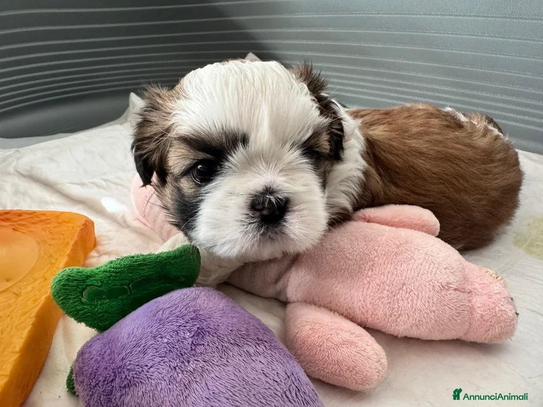Shih Tzu cani in vendita: CUCCIOLA DI SHIH TZU CON PEDIGREE - Annuncio 2