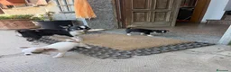 Chihuahua cani in vendita: Chihuahua toy femmina  a Provincia di Alessandria - Annuncio 4