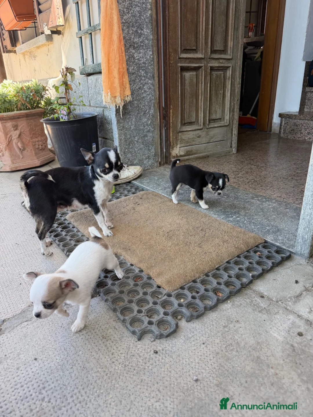 Chihuahua cani in vendita: Chihuahua toy femmina  a Provincia di Alessandria - Annuncio 4