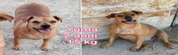 Meticcio cani in regalo: CANI TAGLIA PICCOLA E MEDIOPICCOLA  a Provincia di Pistoia - Annuncio 4