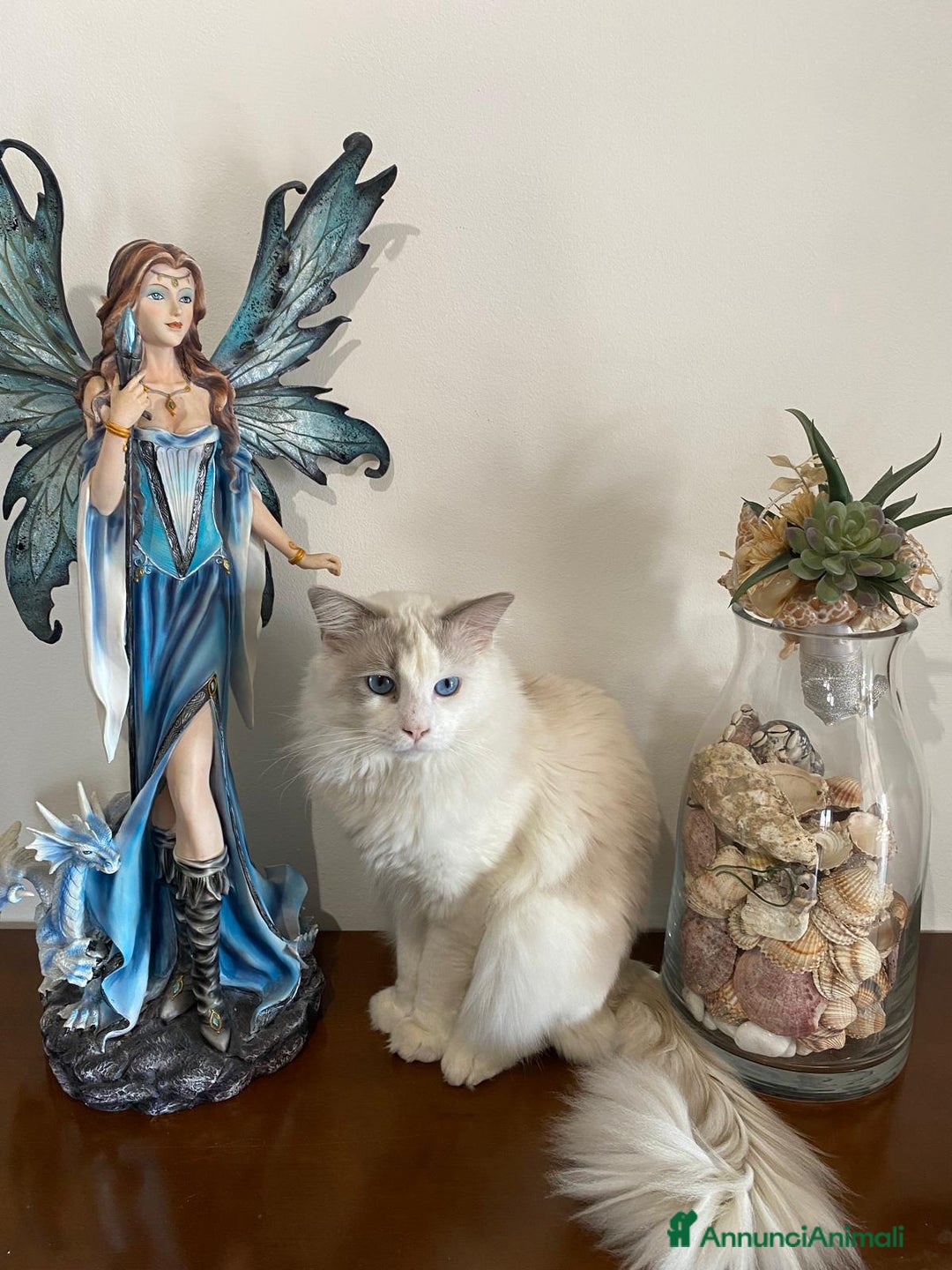 Ragdoll gatti per accoppiamento: Ragdoll per accoppiamento/ monta - Annuncio 7