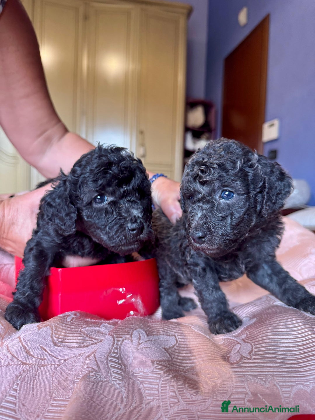 Barboncino cani in vendita: Barboncini toy e nano a Città metropolitana di Roma Capitale - Immagine 9