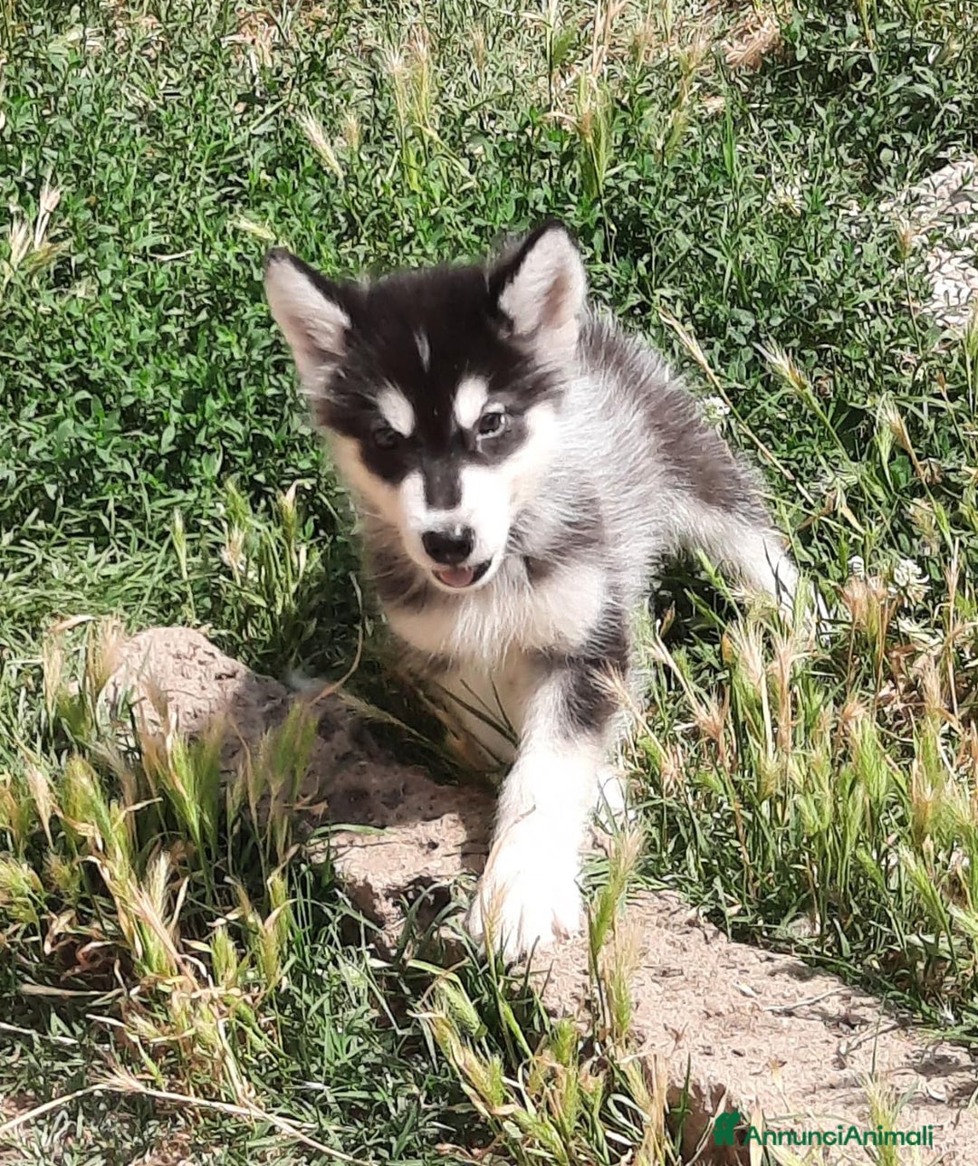 Alaskan Malamute cani in vendita: Alaskan Malamute cuccioli  a Città Metropolitana di Bologna - Annuncio 5