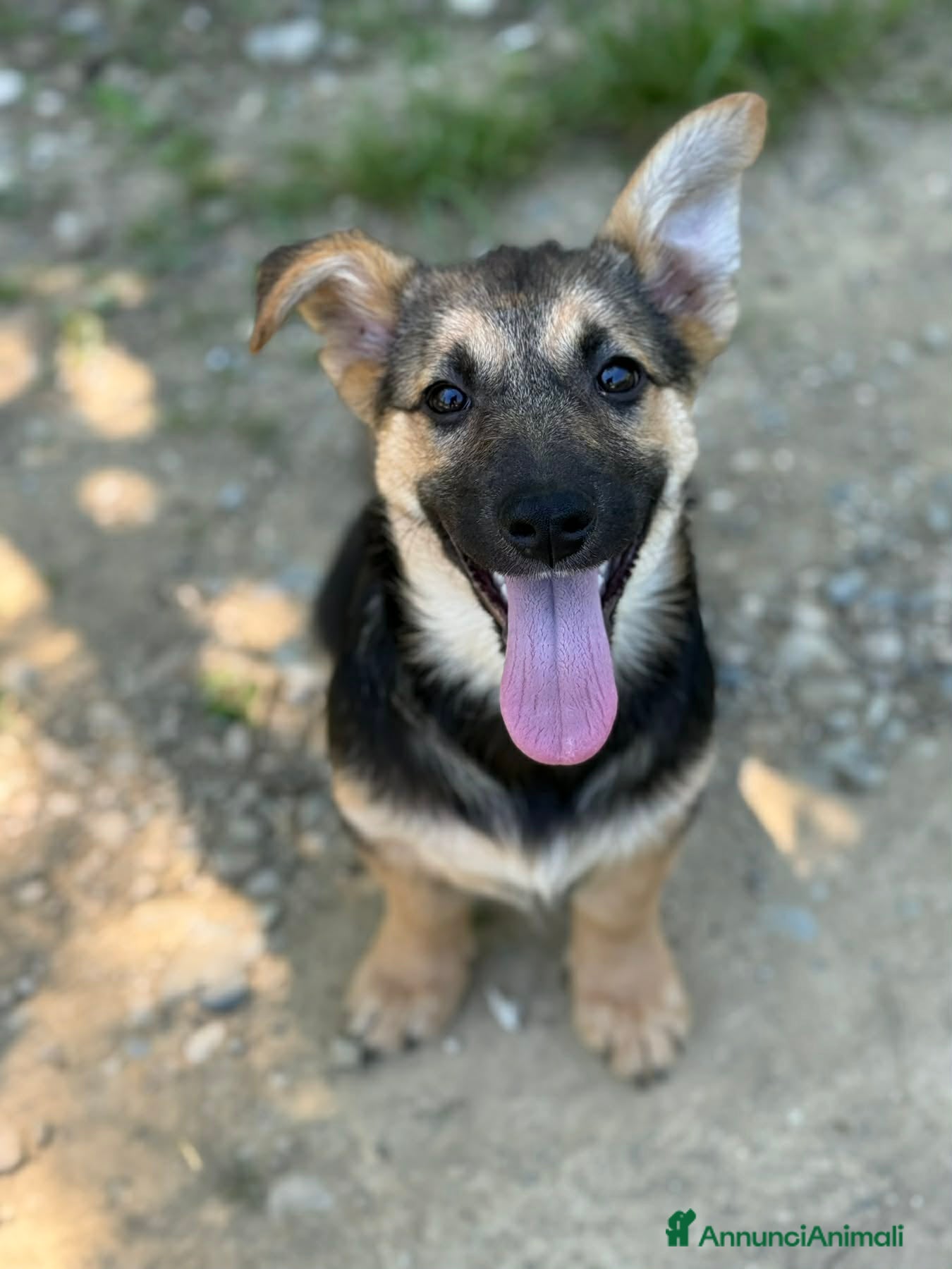 Meticcio cani in regalo: VIKY, buffa cucciola ZAMPACORTA! TG MEDIO PICCOLA - Annuncio 1