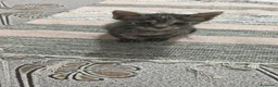 Meticcio gatti in regalo: GATTINI DOLCISSIMI a Città Metropolitana di Genova - Annuncio 3