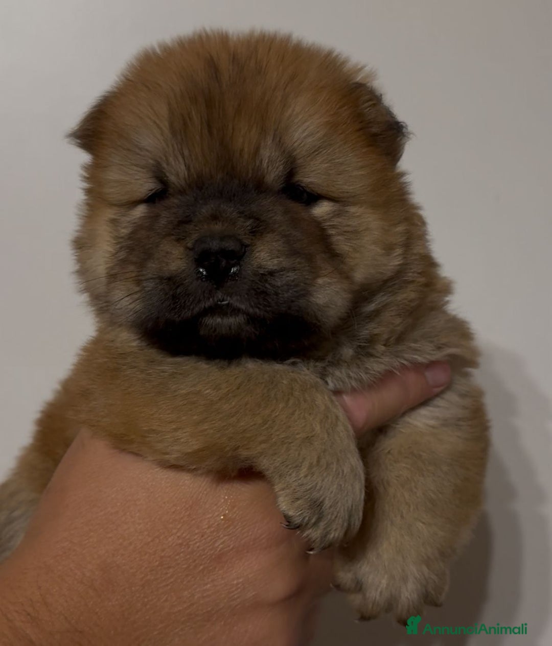 Chow Chow cani in vendita: Chow chow  a Città metropolitana di Catania - Immagine 7