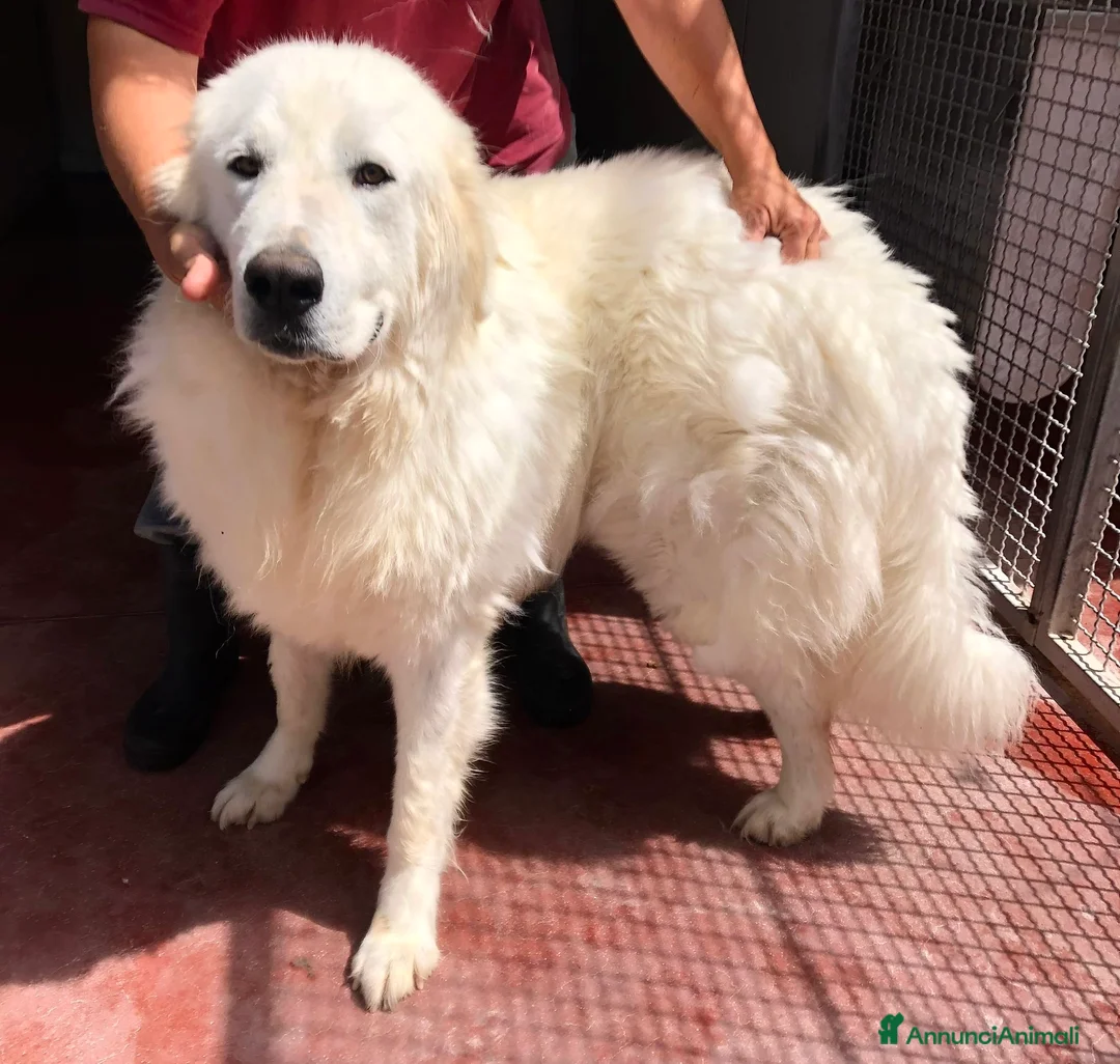 Pastore Maremmano cani in regalo: Maschio e femmina 2 anni sterilizzati  - Annuncio 2