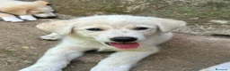 Meticcio cani in regalo: Aria cerca casa 🏠 - Annuncio 3