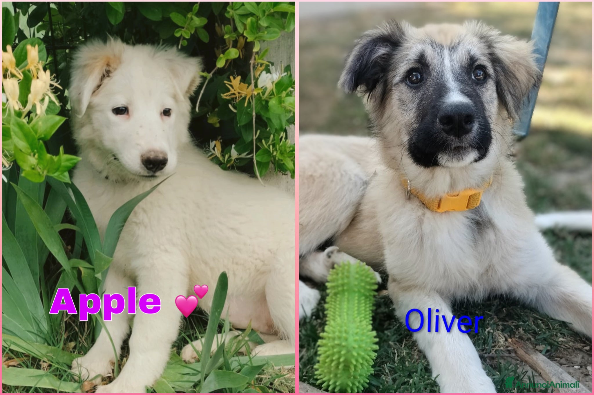 Meticcio cani Apple e Oliver cuccioli di 4 mesi cercano casa  - Annuncio 1