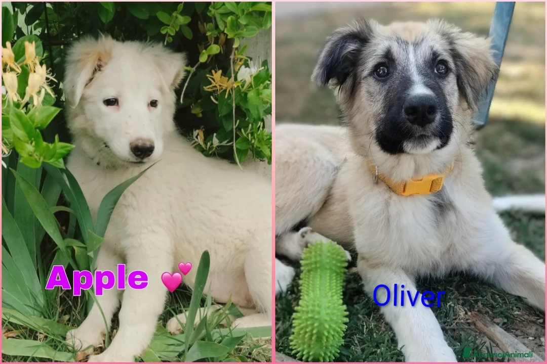 Meticcio cani in regalo: Apple e Oliver cuccioli di 4 mesi cercano casa  - Annuncio 1