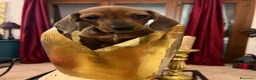 Bassotto cani in vendita: Cucciolo bassotto kaninchen/nano - Annuncio 23