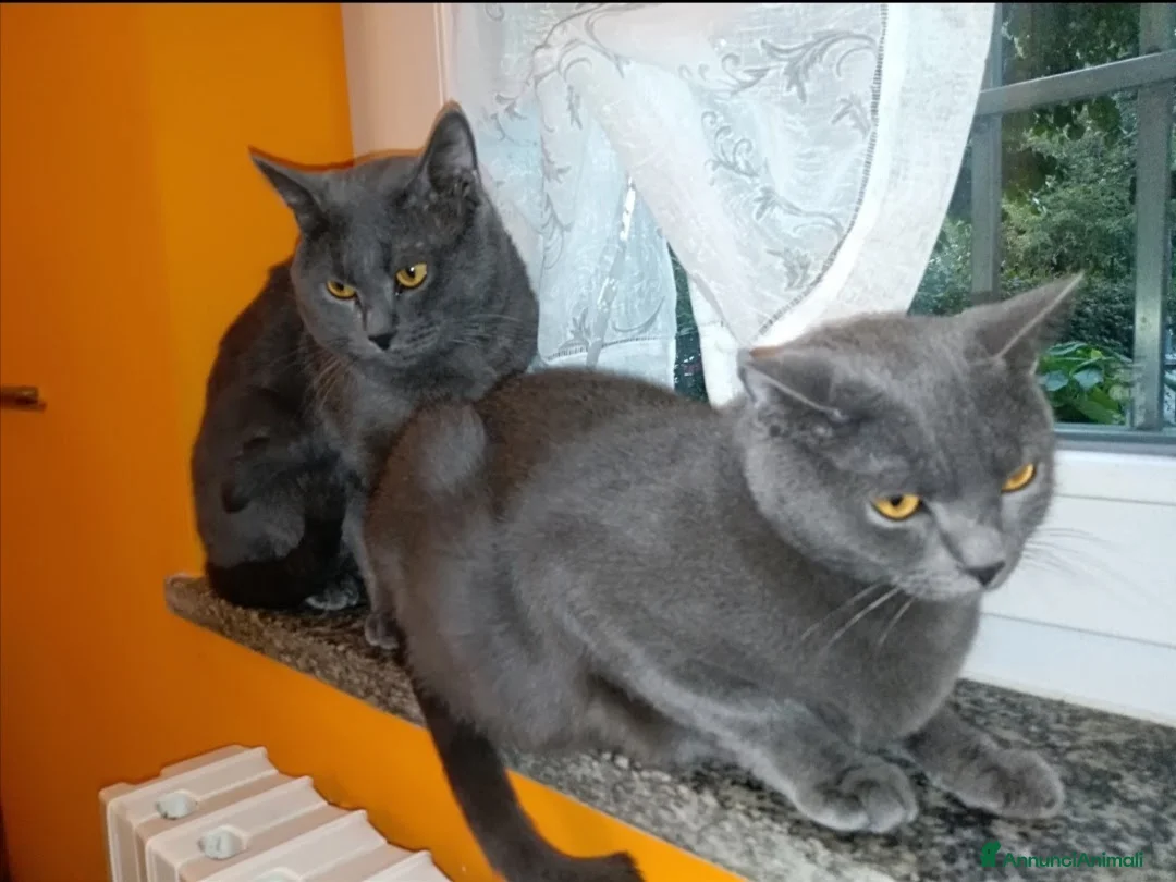 Immagine della galleria {{count}}