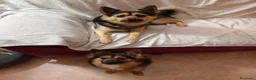 Meticcio cani in regalo: Milo dolcissimo cagnolino taglia piccola a Città metropolitana di Milano - Annuncio 4