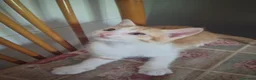 Europeo gatti in regalo: Dono gattini rossi a Provincia di Salerno - Annuncio 5
