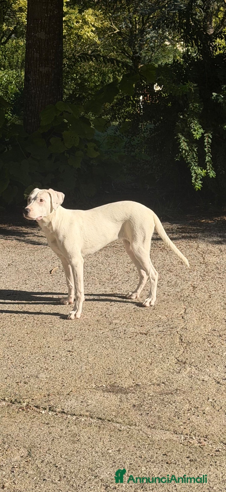 Meticcio cani Alice - Annuncio 32