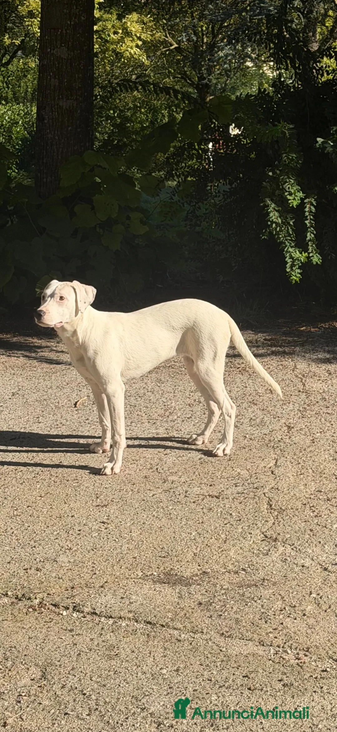 Meticcio cani in regalo: Alice a Provincia di Rovigo - Annuncio 1