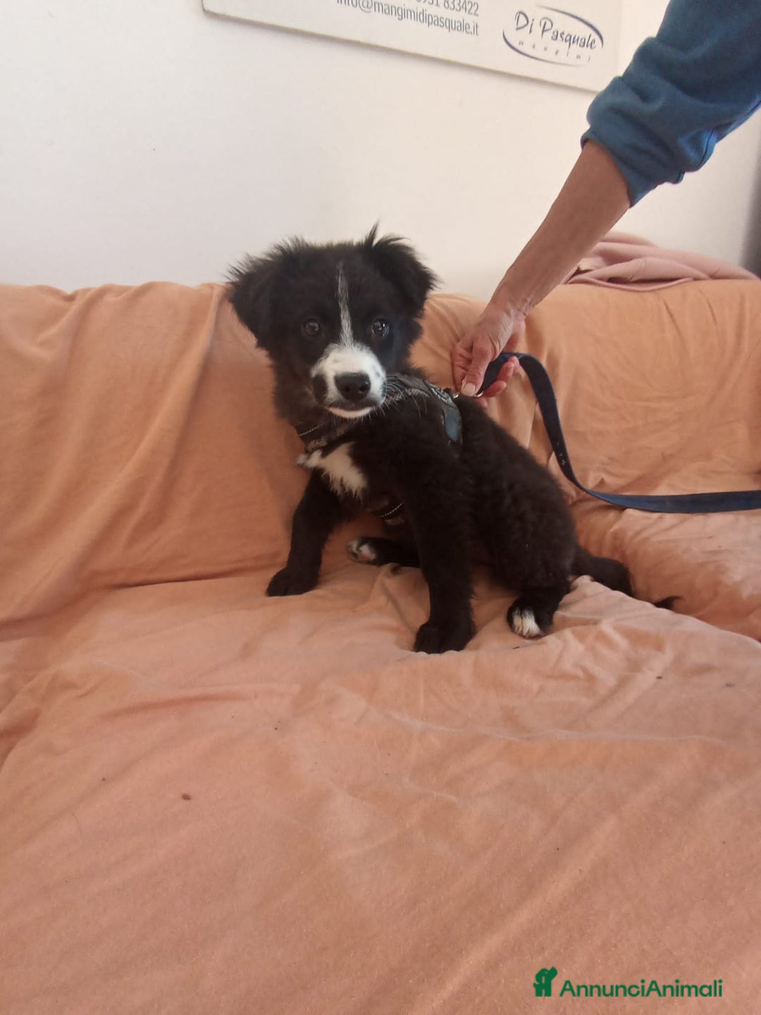 Altre razze cani in regalo: laila lisa lella - Annuncio 2