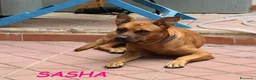 Meticcio cani in regalo: SASHA brava con gli altri cani! - Annuncio 2