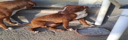 Pitbull cani in regalo: Ultimo splendido Pitbull rimasto,10mesi.CALABRIA a Città metropolitana di Milano - Annuncio 2