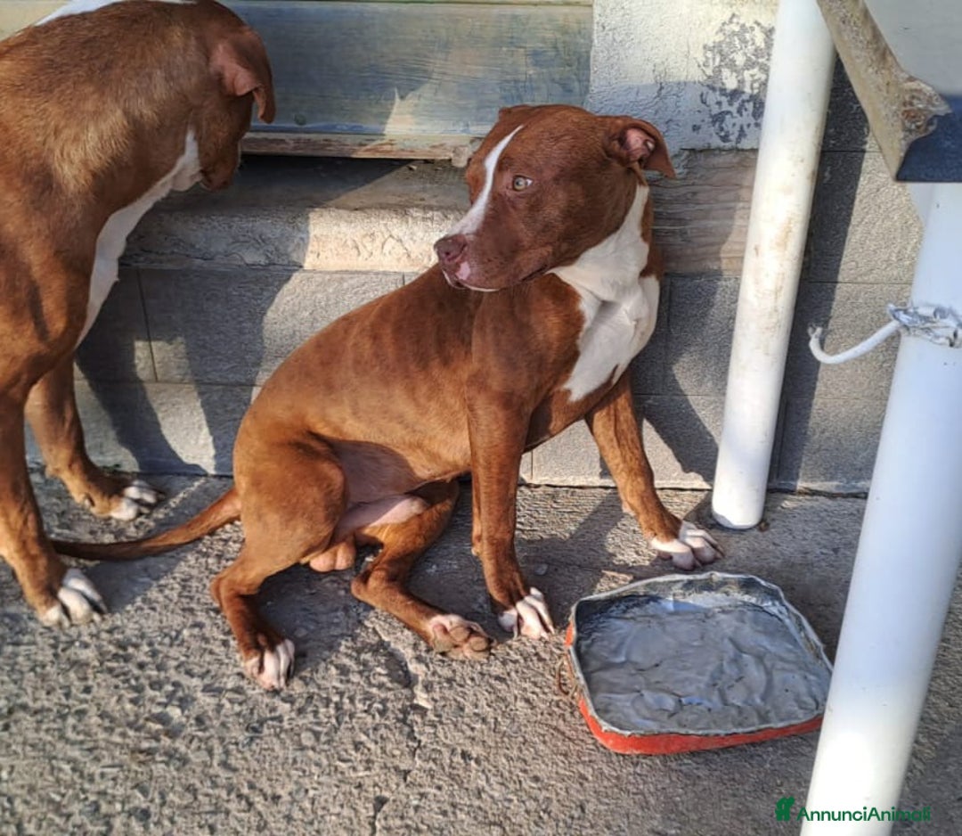 Pitbull cani in regalo: Ultimo splendido Pitbull rimasto,10mesi.CALABRIA a Città metropolitana di Milano - Immagine 2