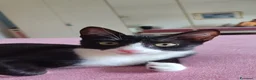 Meticcio gatti in regalo: Kitty quasi 5mesi le manca 1piedinoSOS CASA MILANO - Annuncio 3