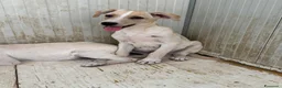 Meticcio cani in regalo: Harry  a Provincia di Barletta-Andria-Trani - Annuncio 4